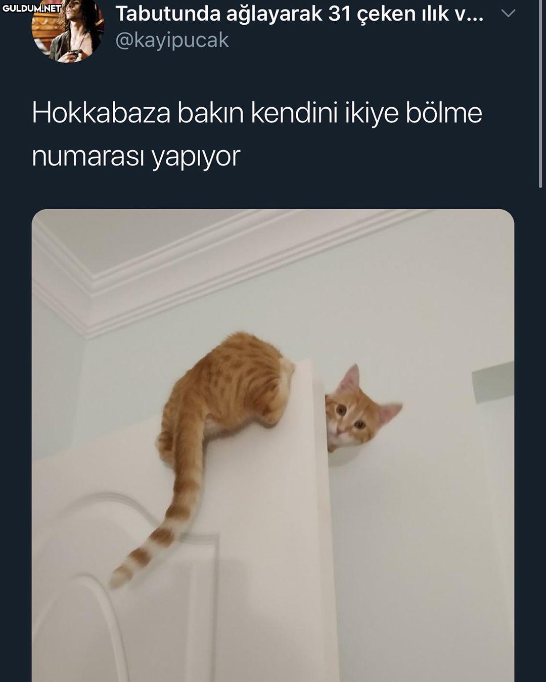 Tabutunda ağlayarak 31...