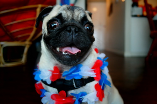 Happy 4th of July everybody! Love, Penny the Pug