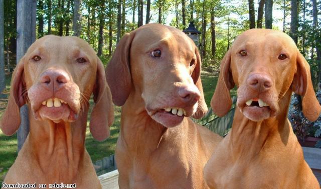 tealeavesanddelirium:  OMG I just looked up animals with human teeth on google and