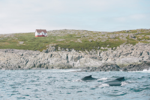 XXX benjaminheath: Around Newfoundland. A new photo