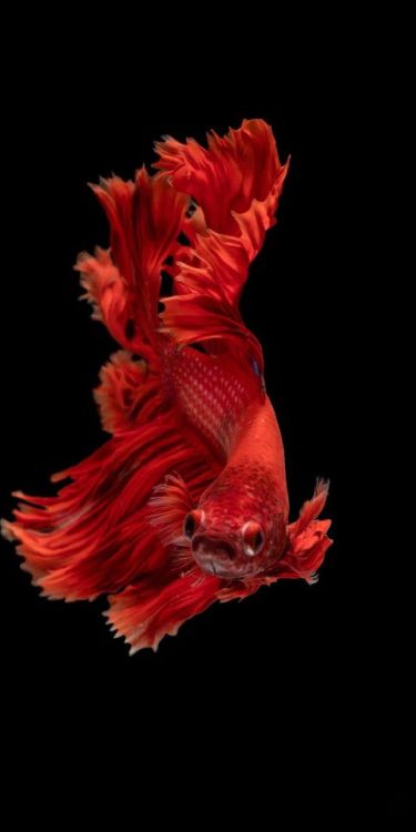 Red, beta fish, Siamese fighting fish, minimal, 1080x2160 wallpaper @wallpapersmug : ift.tt/