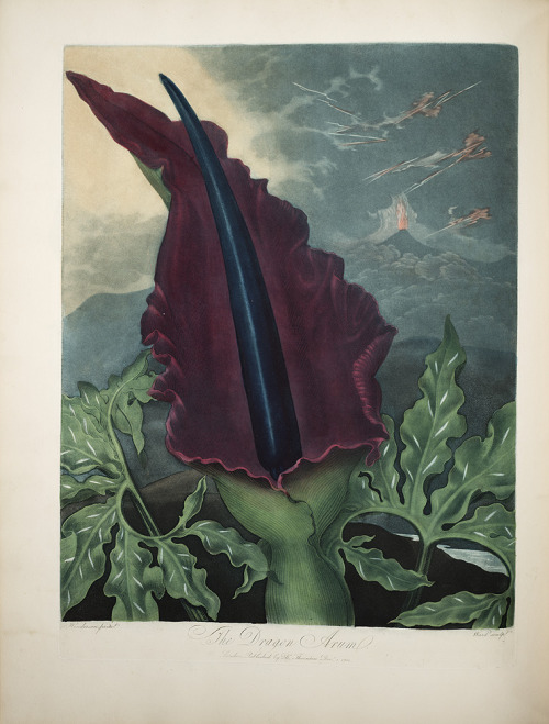 theartfulgene:Looks can be deceiving…Dracunculus vulgaris (as wikipedia tells me it can also be call