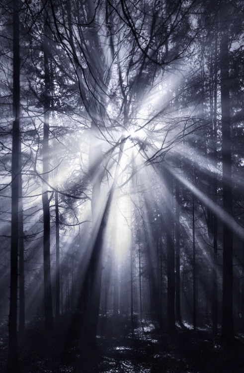 The Dark Forest II &copy; Kilian Schönberger Facebook Kilian Schoenberger Photography Websi
