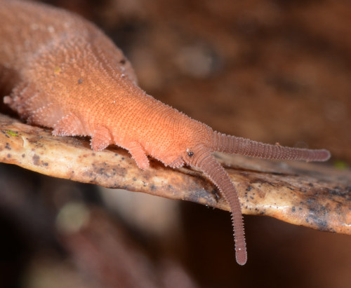 onenicebugperday: Velvet worm, Epiperipatus sp.?, PeripatidaePhotographed in Brazil by Art AnkerPhot