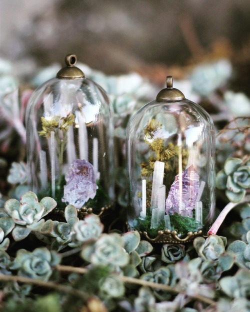 Tiny terrariums