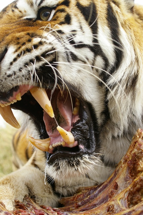 r2–d2:  Angry Tiger 2 by (Daniel.15) 