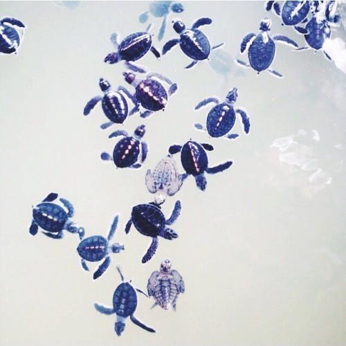 sharing my birthday with these lil fellas #kosgoda (at Kosgoda Sea Turtle Conservation Site)