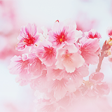 ryeou:  sakura (by 紅襪熊) 