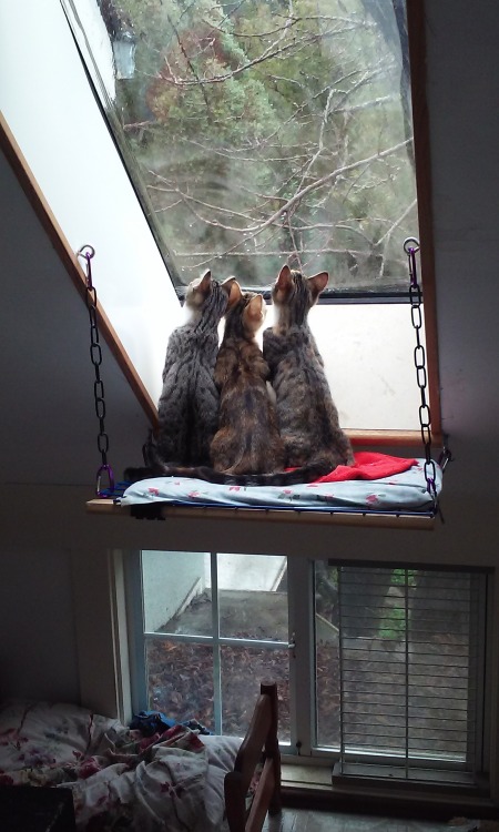 followthebluebell: These guys watched the rain for at least twenty minutes. Apparently it’s ju