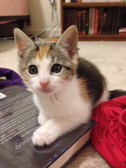 mostlycatsmostly:  Onna, a calico foster baby (submitted by drop-o-golden-sun) 