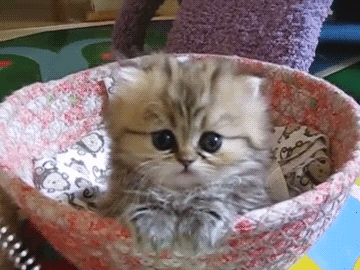 onlycatgifs:  src 