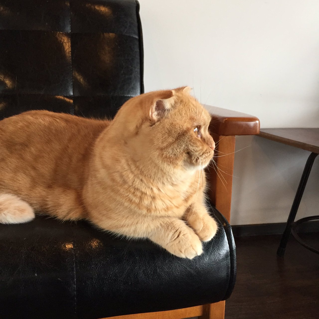 kyotomemo: ‏京都町家猫カフェ キャットアパートメント  photo by