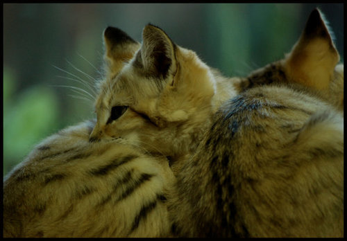 THERES ONLY 116 SAND CATS LEFT ON EARTH adult photos