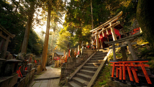 Fushimi Inari taisha forest : Kyoto, Japan / Japón