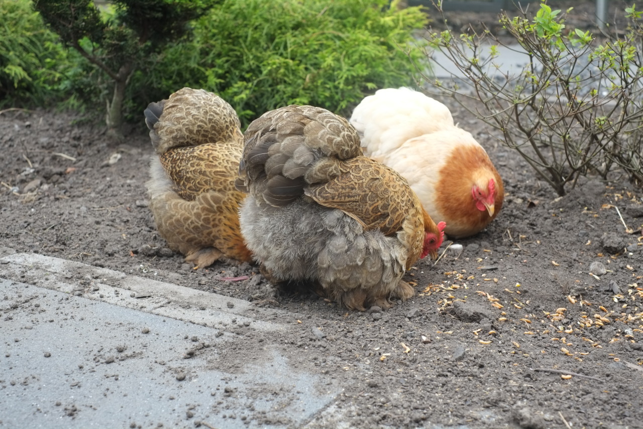 commanderholly:  crazyparrotlady:  breakfastisconfusingnaya:  Here again, my fluffy