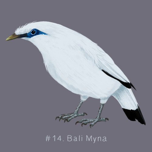 100 Weird Birds: Day 14The Bali Myna for day 14 of my 100 Weird Birds project. This bird is critical