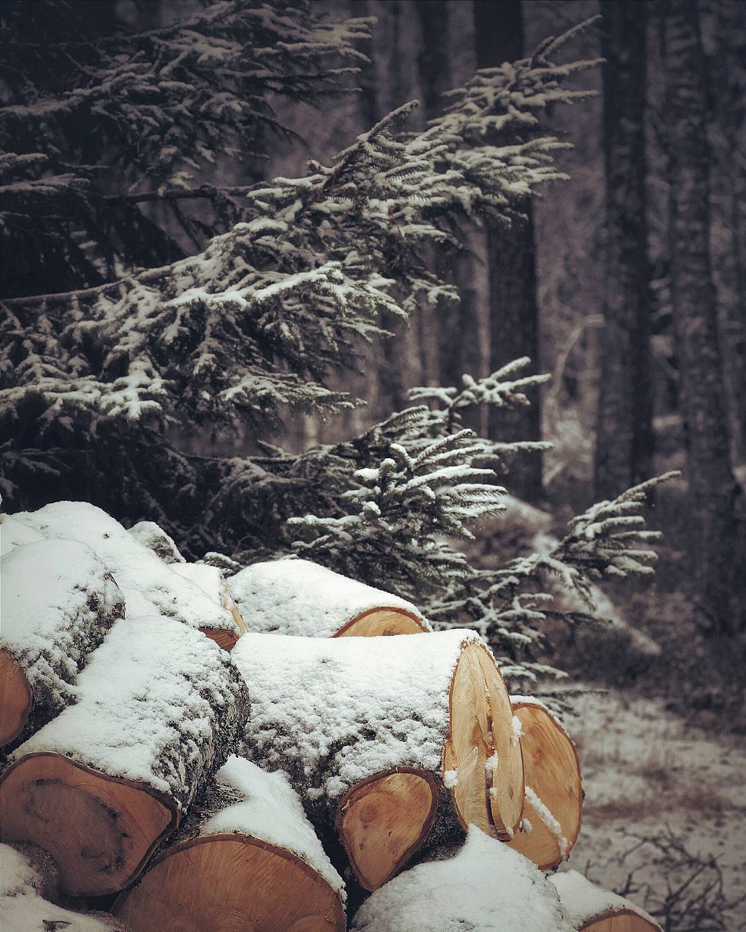 a-joyfuljourney: Carina Eklund