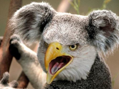 pleatedjeans:  Bears With Beaks (16 Pics)