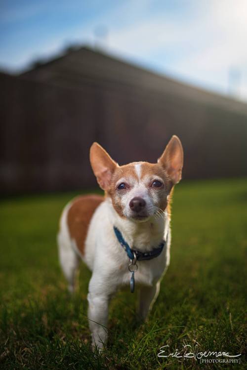 Esteban the Chihuahua http://ericbloemersphotography.com