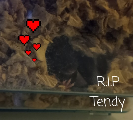 Good bye my little Tendy. 0f485c2074601e7b9c02aee5e5fb0ede9c1e6ef6