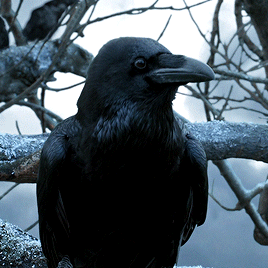 tumblr_oxa11vP5NA1u034pso6_400.gif
