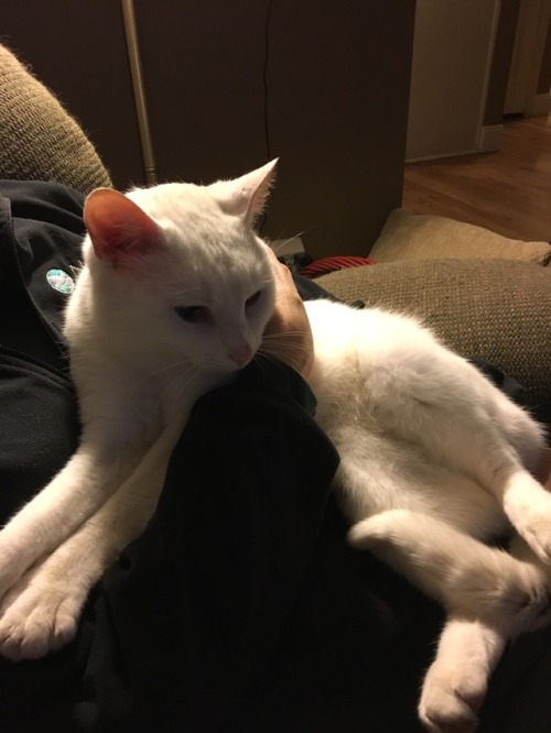 softcats: softcats: Male White Cat Found Hagerstown, Maryland. My stepmom found him at work. He&rsqu