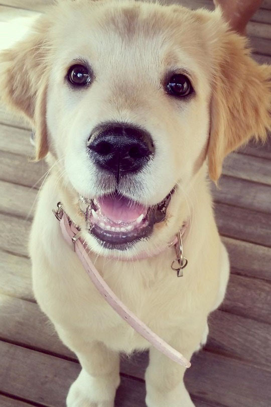 livingpursuit:  Golden Puppy