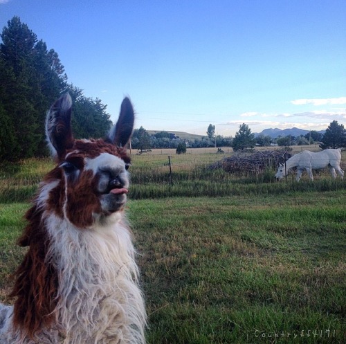 countryff4171: llamas described in one photo