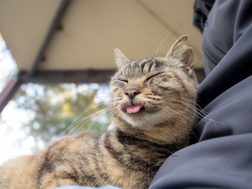 neko-no-oto:腹に登頂。無事成功。She had a bit of trouble climbing up, but she was able to safely relax on my lap.2018年11月撮影。Taken November 2018.