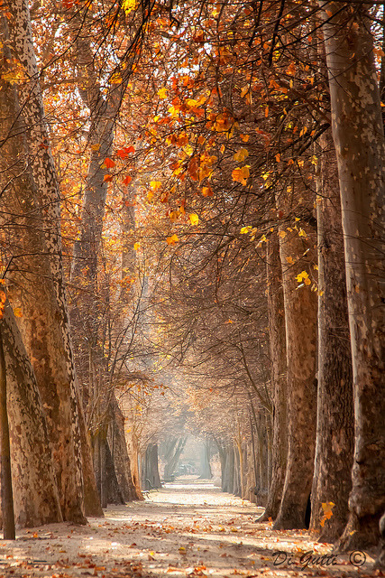 Falling leaves by Di Gutti on Flickr.