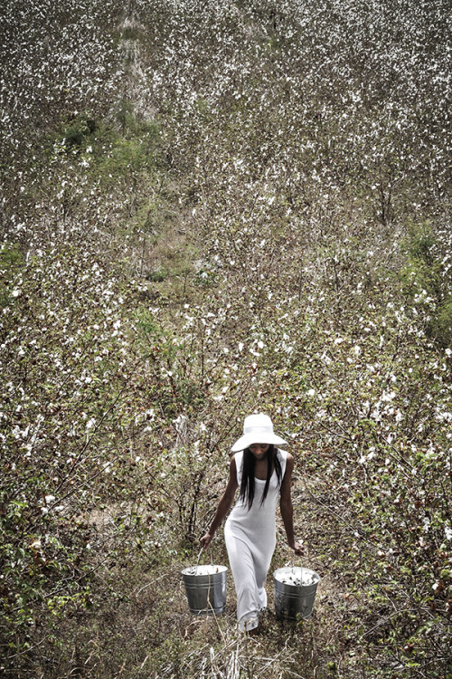 Cotton Fields Spread For Gigi