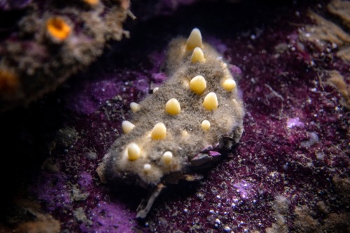 montereybayaquarium:And now: The aggregated nipple sponge! Polymastia pachymastia is a common critte