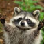 drpyraccoon