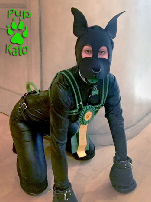 pupkato: Prize-Winning Pup