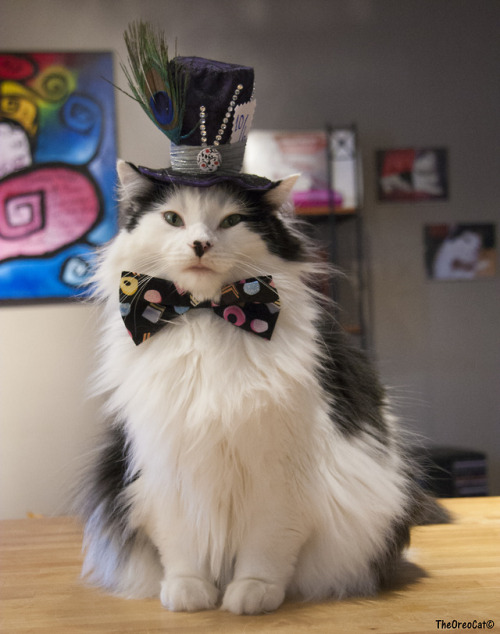 theoreocat: Oreo’s costumes