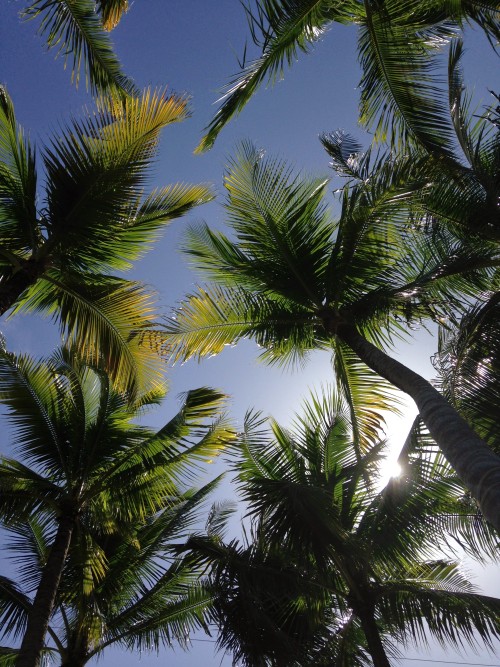 isla-bohemia:  Palms. Sugar Bay Beach, St.Croix VI  ❁❁ tropical blog, following back everyone  ❁❁