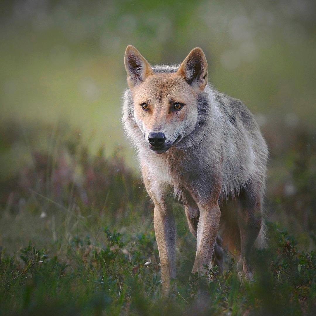 creatures-alive: by npekonen