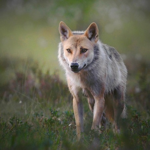 creatures-alive: by npekonen