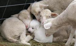 lunasong365: farmcontent:  harvestheart:  Puppy in cozy, toasty warm, comfort.  Taken into the flock.     worth pointing out that appears to be a great pyrenees dog AKA a livestock guardian dog. :)  they’re learning to cohabitate with sheep who they