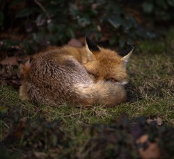 beautiful-wildlife:Resting Fox by Berlin wildlife