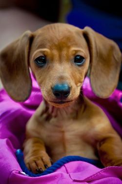 our-amazing-world:  Big eared Dachshund Amazing