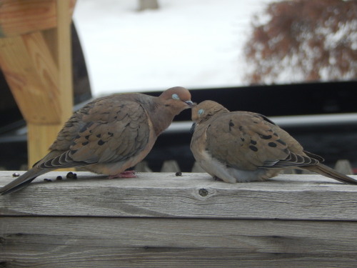 wrenart:mourning dove smooches (2.09.2015)