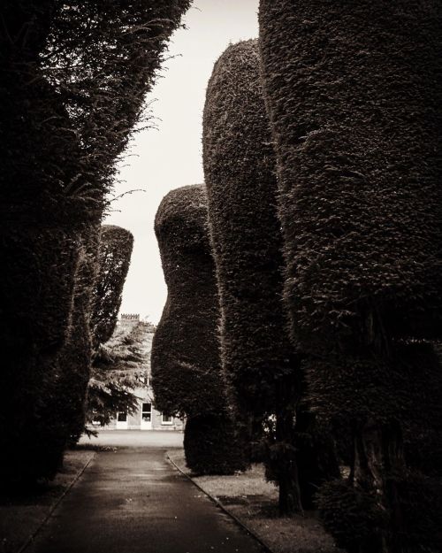 Some spooky edits of the wonderful gardens at @ayscoughfeehall in Spalding #ayscoughfeehall #spooky 