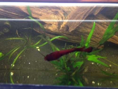 bettablogging:Here are the promised photos of one-armed Armand. I really need to get a background fo