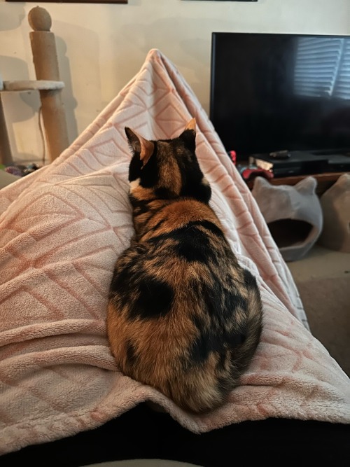 If Its One Thing Buttercups Gonna Do Is Lay On Meespecially If I Have My Pink Blanket