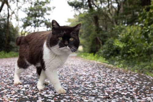 親方たしたし。#cat #ねこ #猫 #yourshotphotographer #東京カメラ部 #nekoclub #catsofinstagramか #cats_of_world #catst