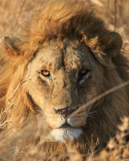 Photo by @ashleyainsborough “In the morning sun, a lion blends into the #Serengeti’s gol