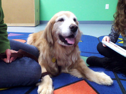 dogsihavepet:  Angie is a therapy dog who comes into the library and lets kids read to her so that kids who are struggling with reading can gain confidence. Every time I’ve seen her in the library she’s always wagging her tail for the kids and is