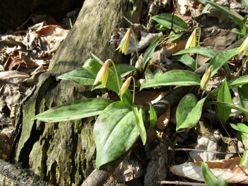 Trout lilies. Sometimes they nestle among the roots and look like specimens. Other times they grow i