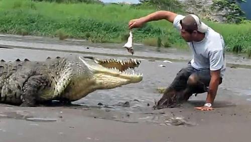 Man Feeds Croc